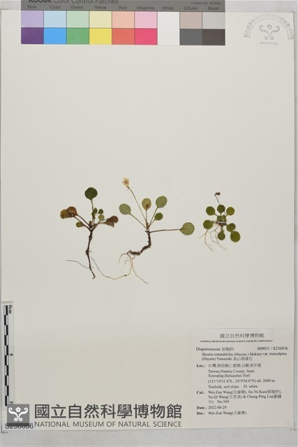 高山裂緣花藏品圖，第1張