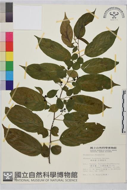 桶鉤藤藏品圖，第2張