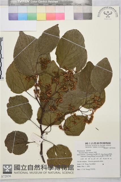 枳椇藏品圖，第1張