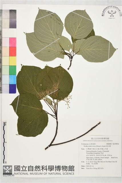 燈台樹藏品圖，第1張