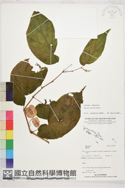 登錄號:S207836藏品圖，第1張