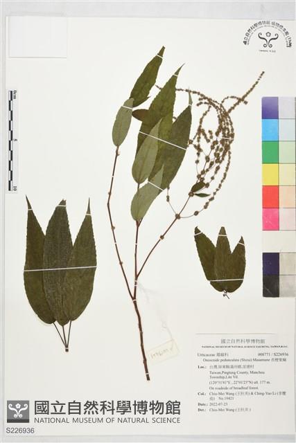 長梗紫麻藏品圖，第1張