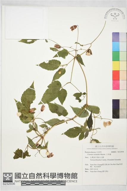 小木通藏品圖，第1張