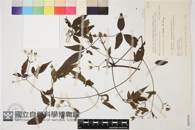 裂葉鐵線蓮藏品圖，第1張