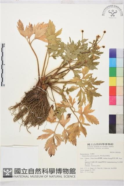 水辣菜、禺毛茛藏品圖，第1張