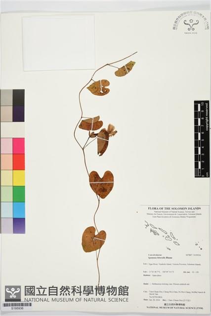 海牽牛藏品圖，第1張