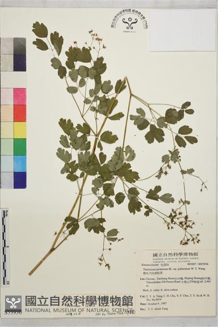 玉山唐松草藏品圖，第1張