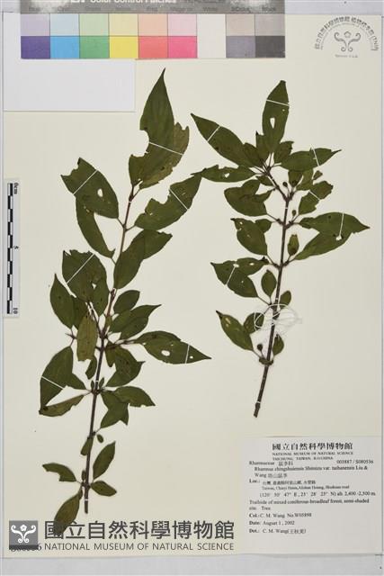 塔山鼠李藏品圖，第1張