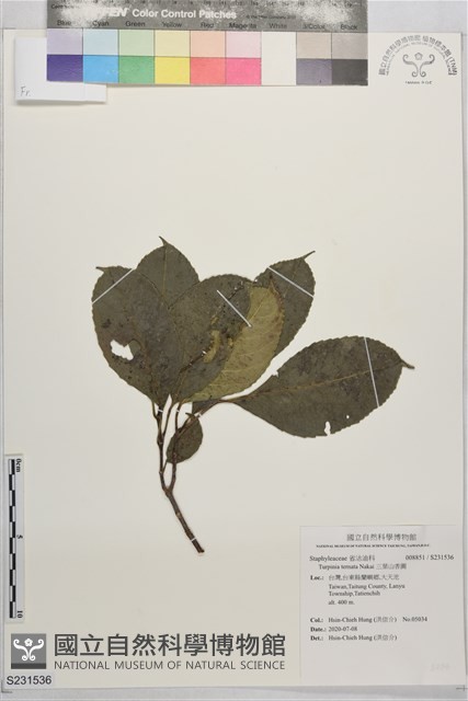 三葉山香圓藏品圖，第1張