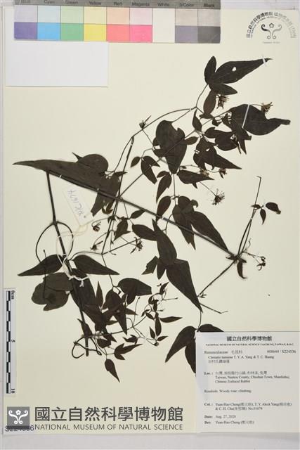 田村氏鐵線蓮藏品圖，第1張