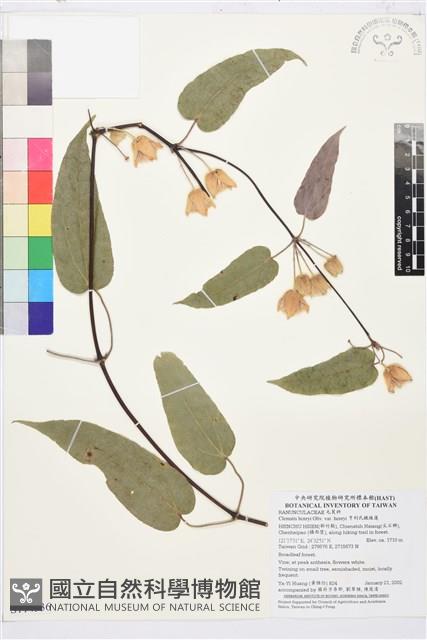 亨利氏鐵線蓮藏品圖，第1張