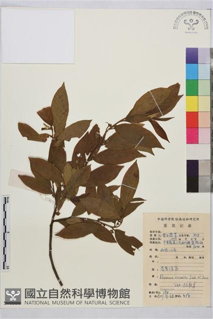 鈍齒鼠李藏品圖，第2張