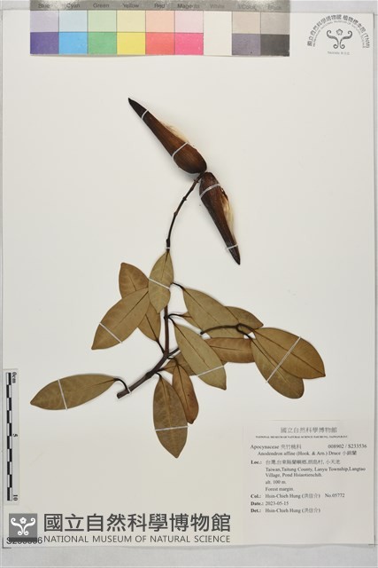 小錦蘭藏品圖，第1張