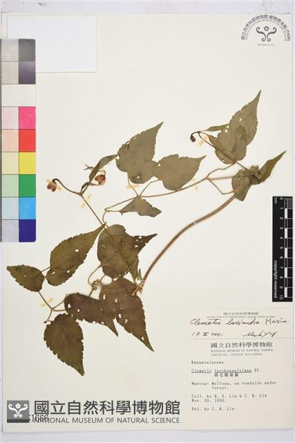 小木通藏品圖，第1張