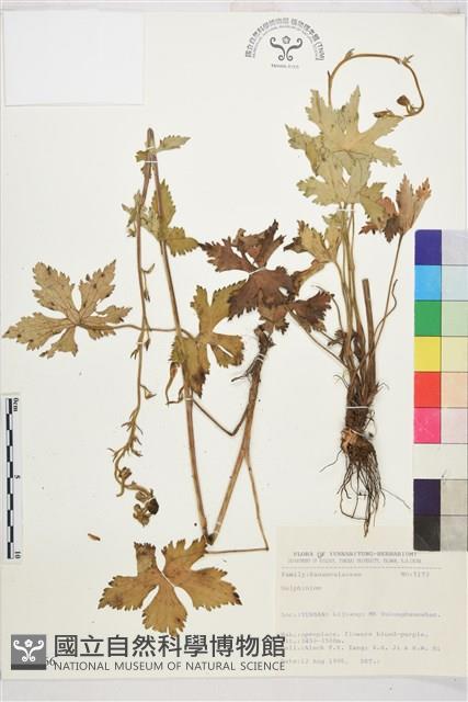 登錄號:S031666藏品圖，第1張