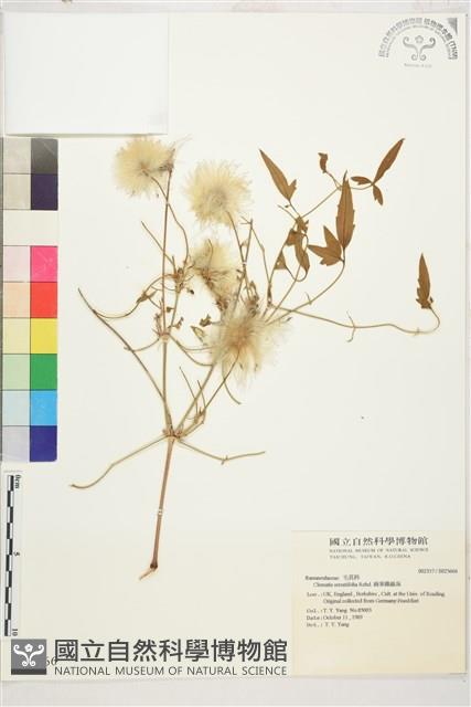 齒葉鐵線蓮藏品圖，第1張