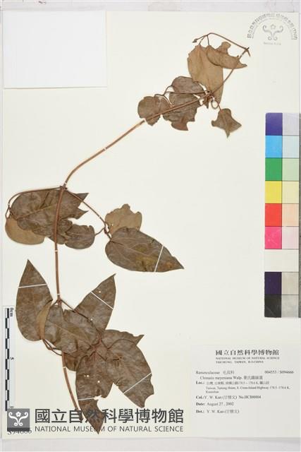 麥氏鐵線蓮藏品圖，第2張