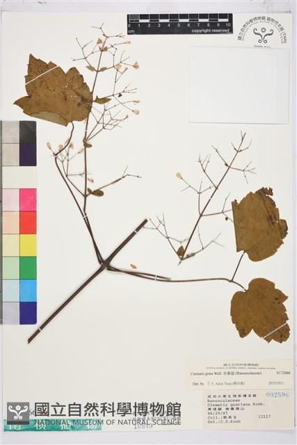 串鼻龍藏品圖，第1張