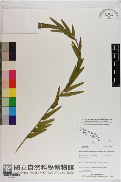 Accession Number:S200066 Collection Image