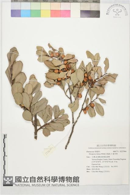 象牙柿藏品圖，第1張