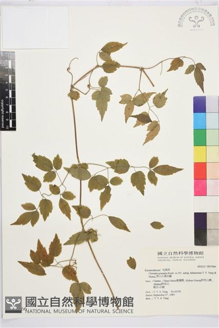 梨山小蓑衣藤藏品圖，第2張