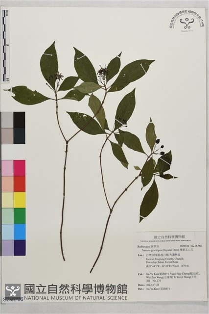 薄葉玉心花藏品圖，第1張