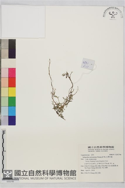 台灣木藍藏品圖，第1張