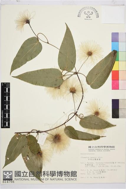 亨利氏鐵線蓮藏品圖，第2張