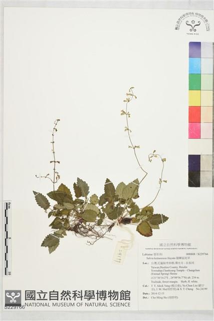 隱藥鼠尾草藏品圖，第1張