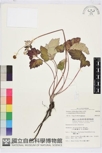 小白頭翁、野棉花藏品圖，第1張