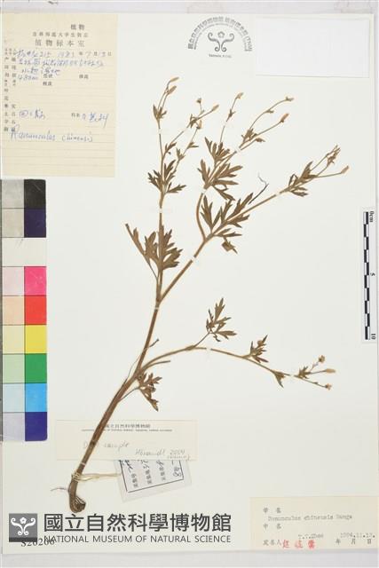 茴茴蒜藏品圖，第1張