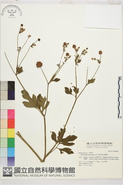 水辣菜、禺毛茛藏品圖，第1張