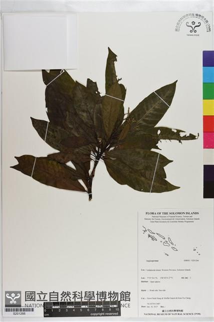 登錄號:S201266藏品圖，第1張