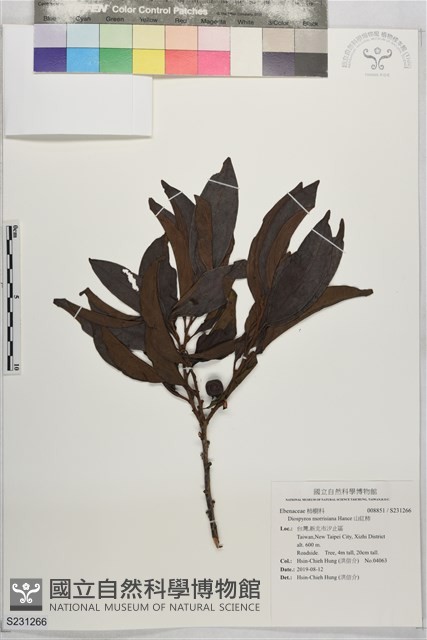 山紅柿藏品圖，第1張