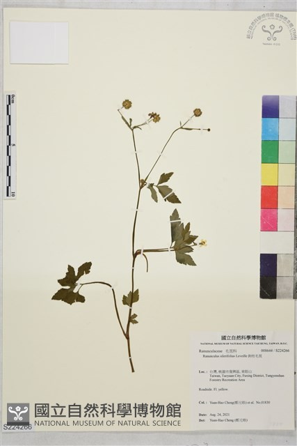 鉤柱毛茛藏品圖，第1張