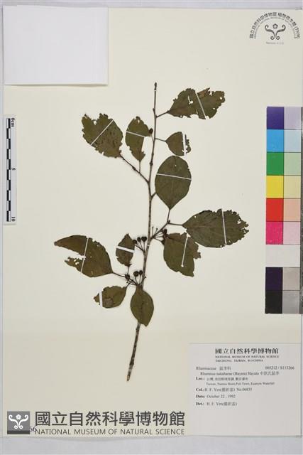 中原氏鼠李藏品圖，第1張