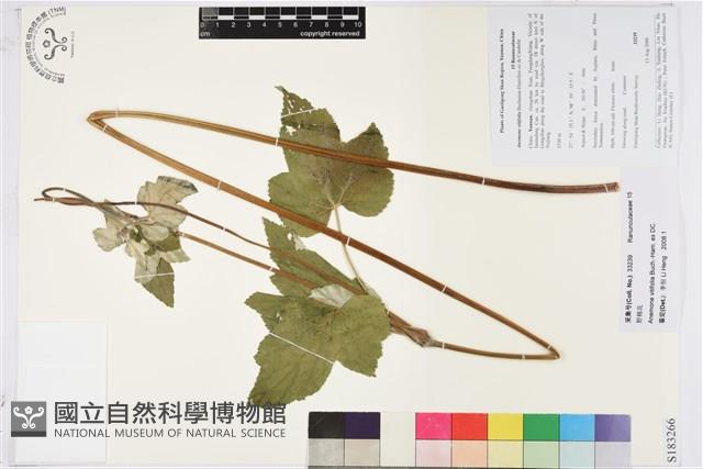 小白頭翁、野棉花藏品圖，第1張