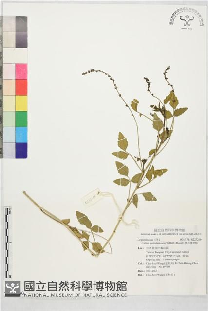 澳洲補骨脂藏品圖，第1張