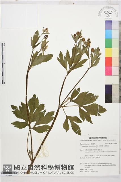 水辣菜、禺毛茛藏品圖，第1張