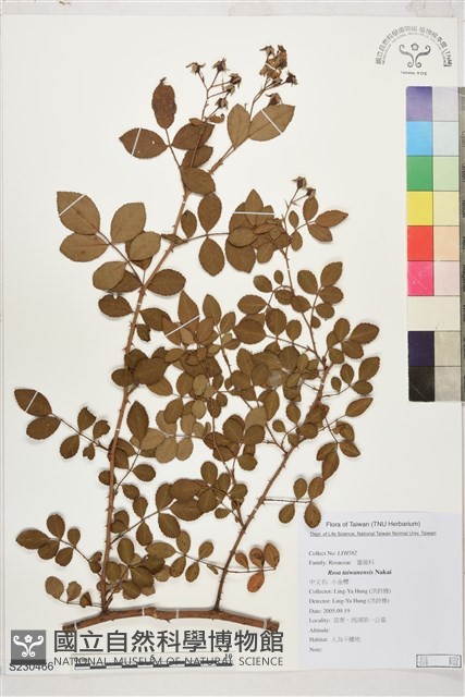 小金櫻、太魯閣薔薇藏品圖，第1張
