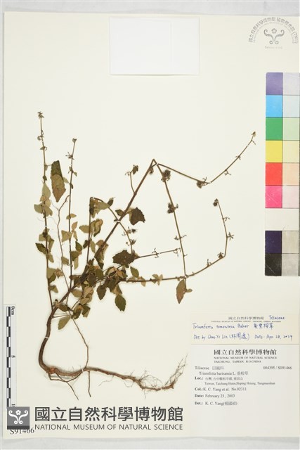 臭垂桉草藏品圖，第1張