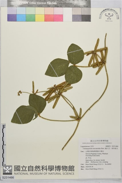 擬大豆、南美葛豆藏品圖，第1張