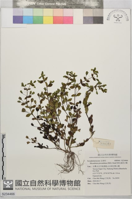黃花過長沙舅藏品圖，第1張