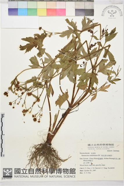 水辣菜、禺毛茛藏品圖，第1張
