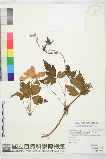 繡球藤藏品圖，第1張