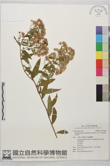 蓬萊油菊藏品圖，第1張