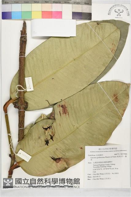 美洲山竹、藤黃藏品圖，第1張