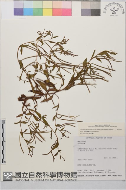 短葉柳葉菜藏品圖，第1張