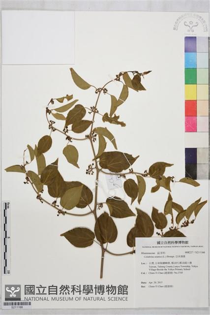 亞洲濱棗藏品圖，第1張