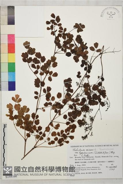 東亞唐松草藏品圖，第1張